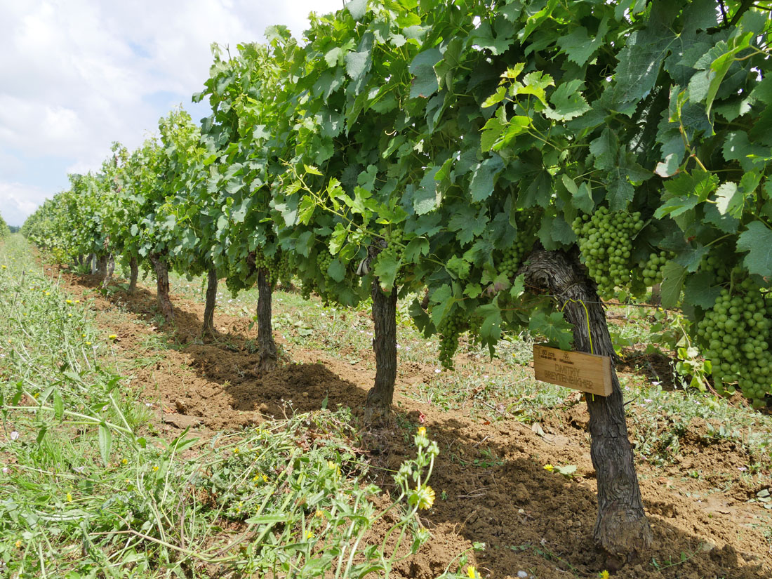 Виноградник на урожай